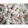 buy garlic dry garlic wholesale with best price